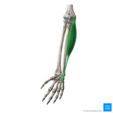 <p>What muscle is this? What action does this muscle perform?</p>