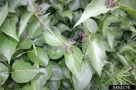 <p>Black swallow wort </p>