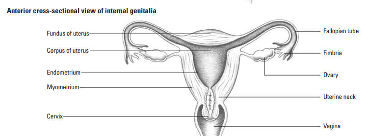 The main body of the uterus made up by the fundus and isthmus (thân tử cung) 