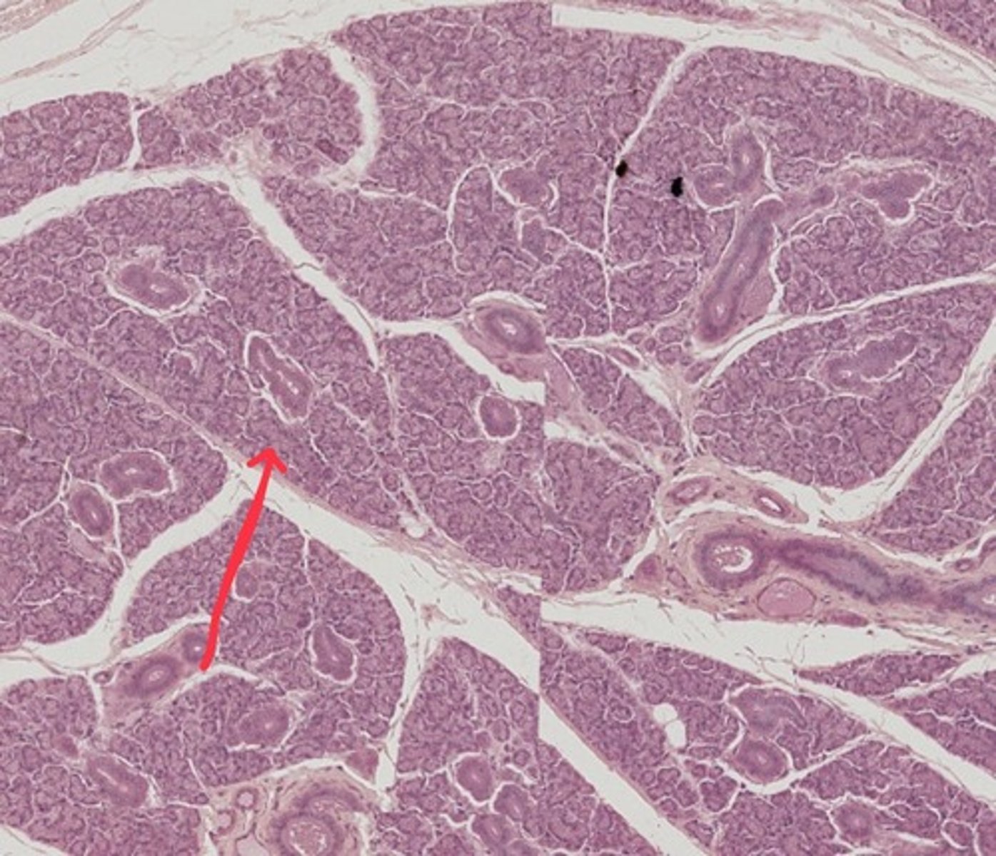 <p>Name the tissue</p>