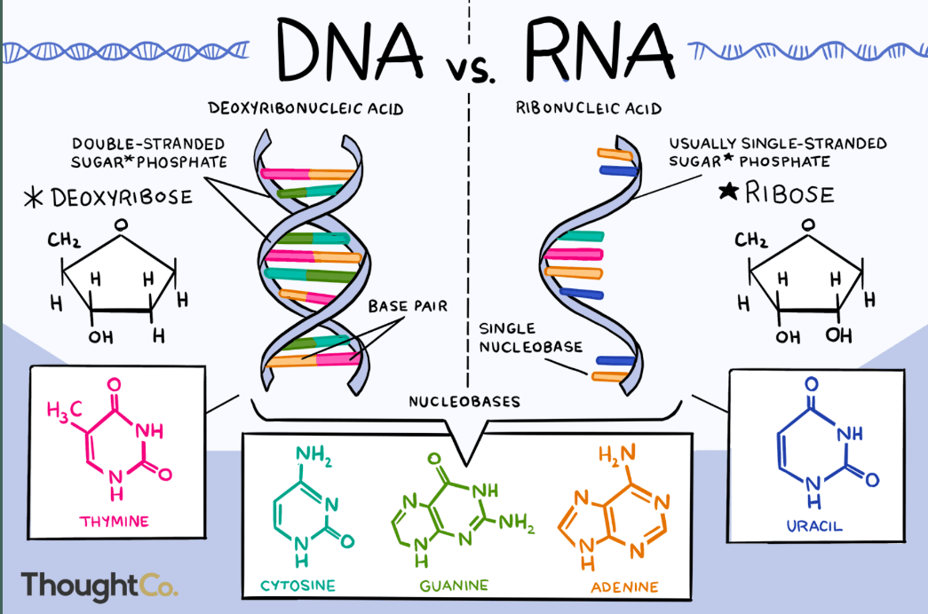 <ul><li><p>serves as genetic information storage molecule</p></li><li><p>provide info to make proteins</p></li><li><p>monomer: nucleotide</p></li><li><p>types: RNA, DNA</p></li></ul><p>When a phosphate group is broken off the tail of an ATP molecule (by hydrolysis) the molecule becomes ADP (adenosine diphosphate). That hydrolysis is an exergonic reaction and it yields energy. The bonds holding the phosphate onto ATP are weak.</p>