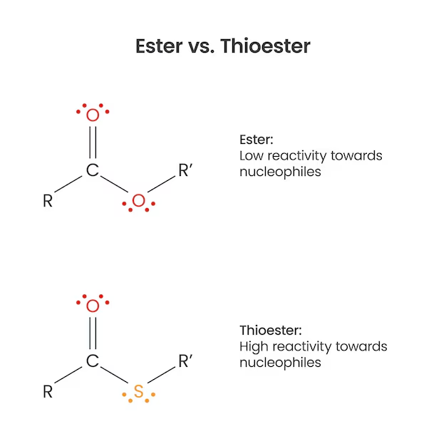 <p>A thioester is like a regular ester but oxygen is replaced with sulfer</p><ul><li><p>they are high energy compounds, meaning thge bond is easily broken to drive other reactiosn forward. </p></li></ul><img src="https://knowt-user-attachments.s3.amazonaws.com/eaddbbeb-1770-4c99-90c0-cb1db048c38a.png" data-width="100%" data-align="center"><p>the green part is the thioester bond</p>
