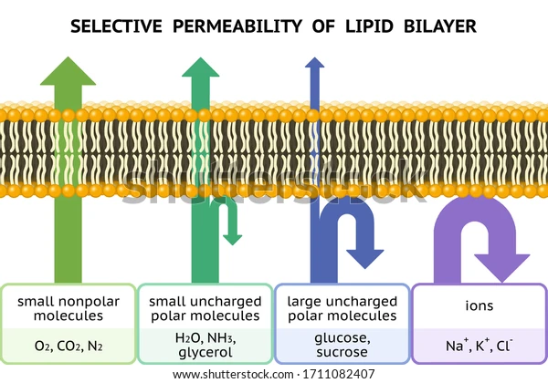 <p>Selective Permeability</p>