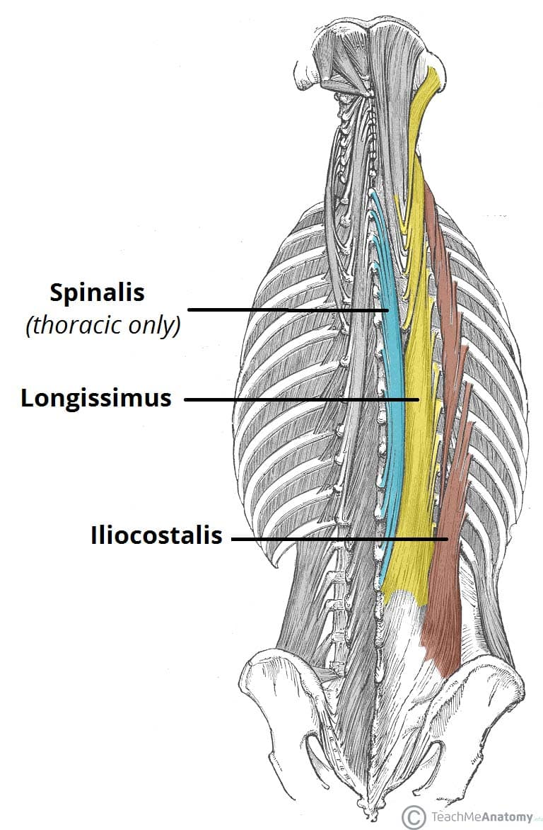 <p>medial erector of spinae muscles&nbsp;</p>
