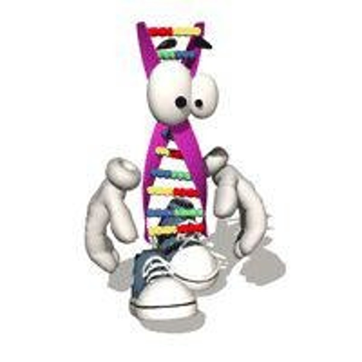 <p>The amino acid sequence determined by DNA.</p>