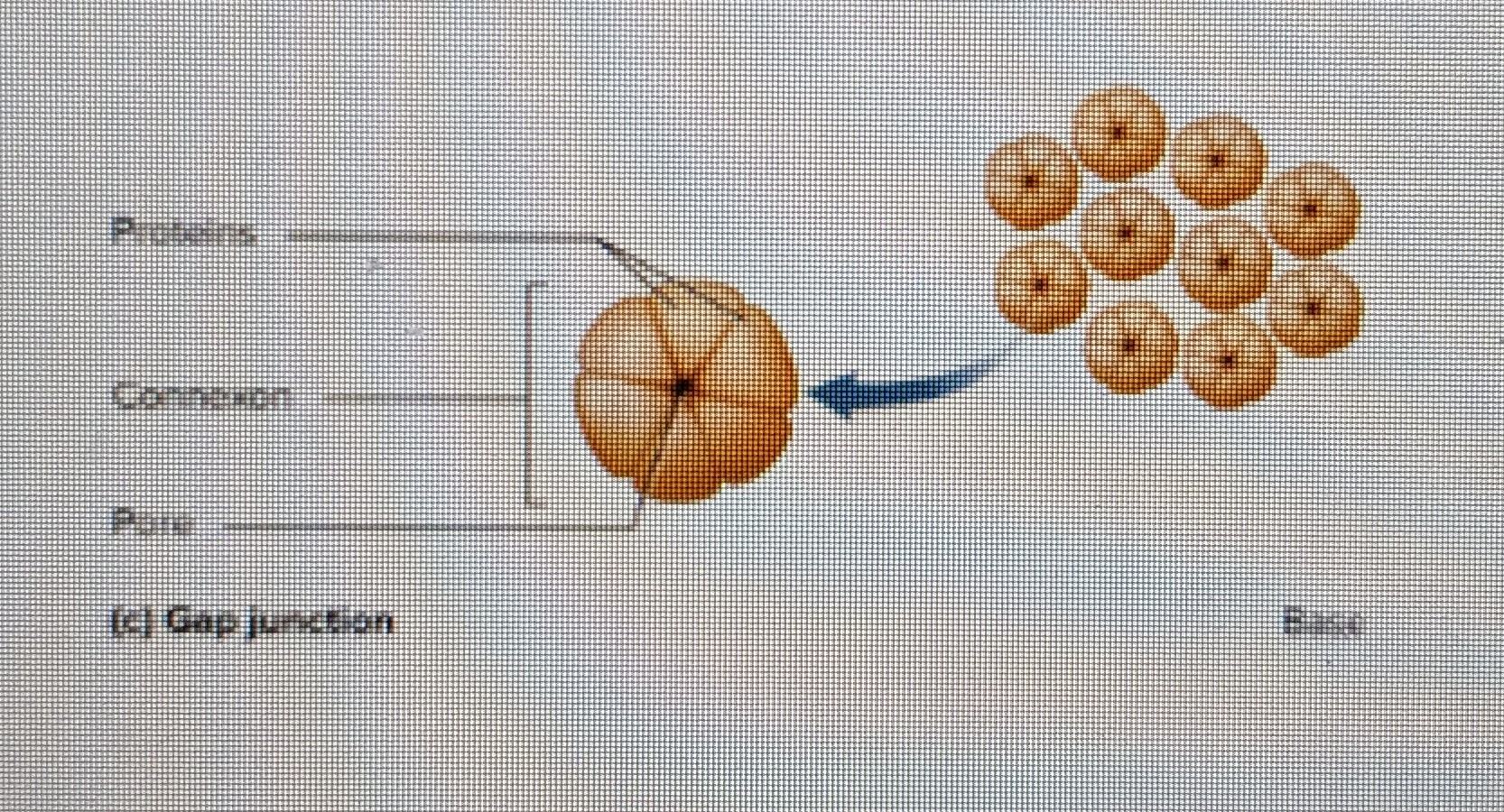 formed by ring-like connexons

* connexon consists of 6 transmembrane proteins arranged like segments of an orange around water-filled pore
* ions nutrients, and other small solutes pass between cells 
* located in cardiac and smooth muscle, embryonic tissue, lens and cornea
* pore in center, allows cytoplasm to flow right into next cell