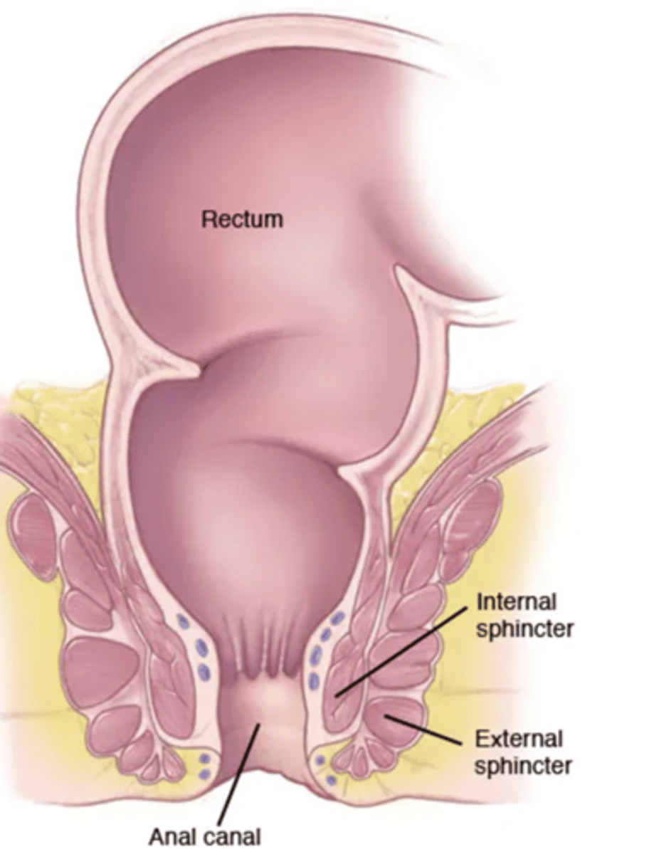 <p>region, containing two sphincters, through which feces are expelled from the body</p><p>non keratinized stratified squamous epithelium</p>