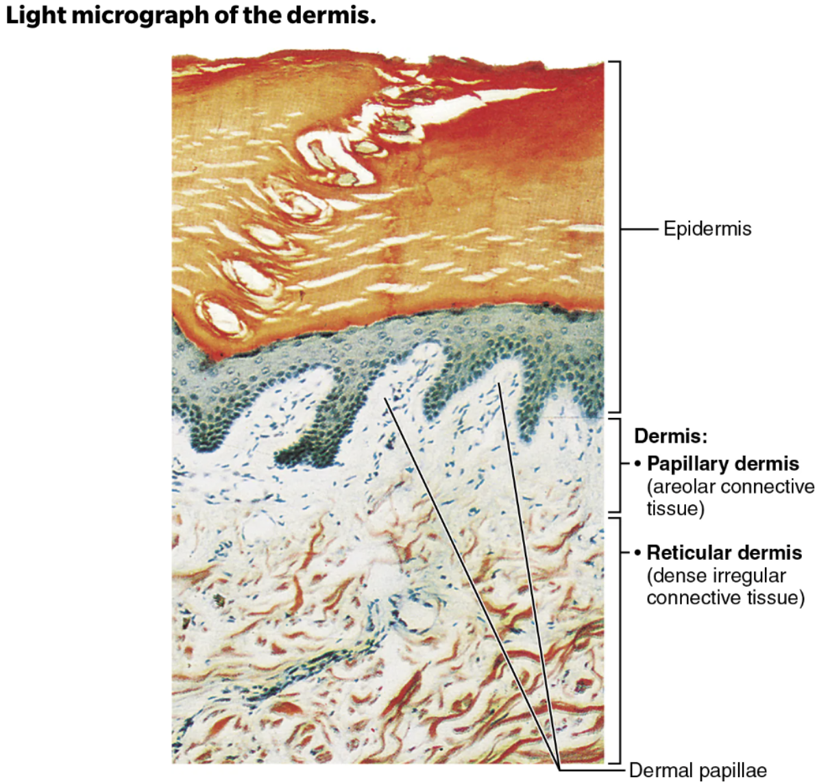 <ol><li><p><strong>Papillary dermis</strong></p><ul><li><p>Thin, superficial layer</p></li><li><p><span style="color: #ea0afa"><strong>Areolar connective tissue</strong></span> with interlacing <span><strong>collagen</strong></span> and <span><strong>elastic</strong></span> fibers</p></li><li><p><span style="color: red"><strong>Many small blood vessels</strong></span></p></li></ul></li><li><p><strong>Reticular Layer</strong></p><ul><li><p>Deeper layer; Makes up ~80% of dermal thickness</p></li><li><p><span style="color: blue"><strong>Dense irregular connective tissue</strong></span></p><ul><li><p>Many <span><strong>elastic fibers</strong></span> provide stretch-recoil properties</p></li><li><p><span><strong>Collagen fibers</strong></span> provide strength and resiliency</p></li></ul></li><li><p><span style="color: red"><strong>Bind water, keep skin hydrated</strong></span></p></li></ul></li></ol><p></p>