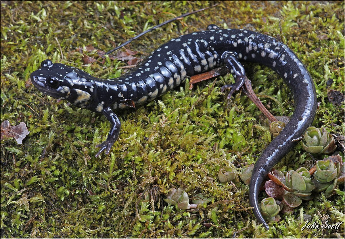 <p><span style="font-family: &quot;Times New Roman&quot;, serif">Has a dark-colored body with many small, white spots of patterned coloration.</span></p>