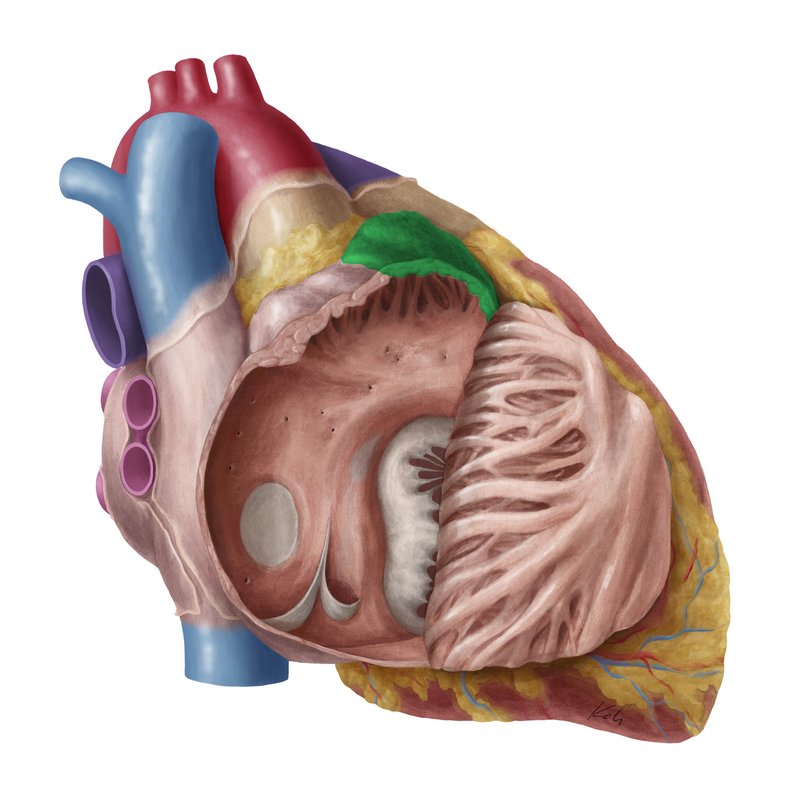 <ul><li><p>the muscular cul-de-sac of the right atrium</p></li></ul><p></p>