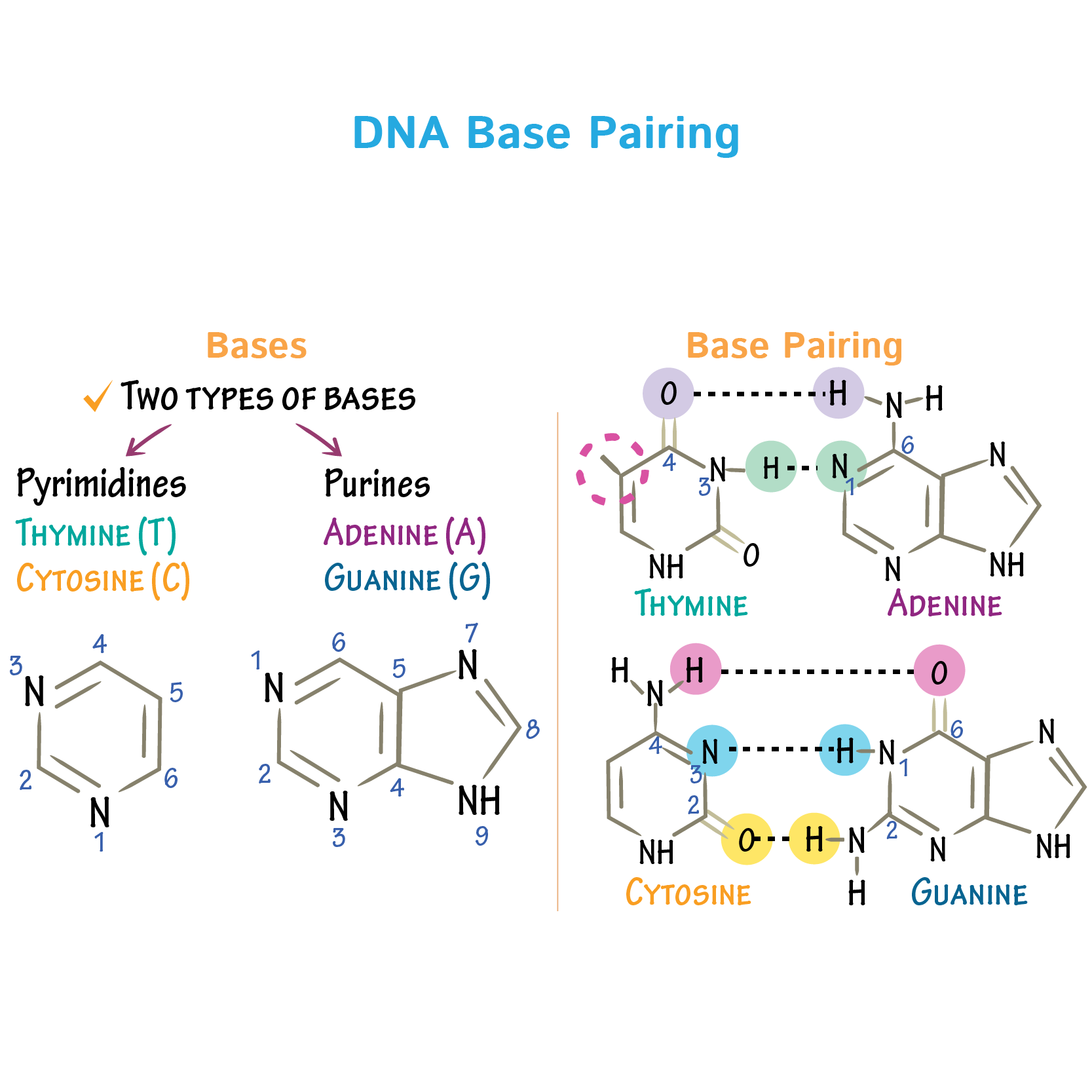 <p><span><span>What are the base‑pairing rules in DNA?</span></span></p>
