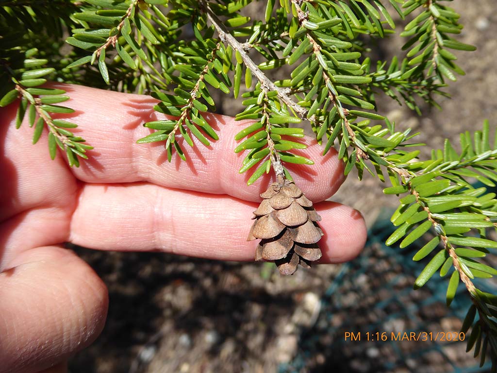 <p>western hemlock</p>