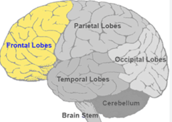 <p>Frontal lobe</p>