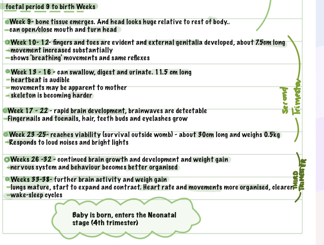 <p>The stage of development from week 9 until birth, characterized by growth and maturation of organs.</p>