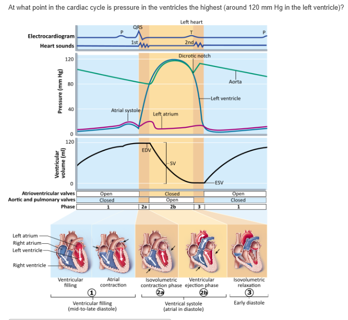<table style="min-width: 25px;"><colgroup><col style="min-width: 25px;"></colgroup><tbody><tr><td colspan="1" rowspan="1" style="margin: 0px; padding: 0.3em; position: relative;"><p>ventricular filling &nbsp; &nbsp; &nbsp; &nbsp;</p></td></tr><tr><td colspan="1" rowspan="1" style="margin: 0px; padding: 0.3em; position: relative;"><p>ventricular systole &nbsp; &nbsp; &nbsp; &nbsp;</p></td></tr><tr><td colspan="1" rowspan="1" style="margin: 0px; padding: 0.3em; position: relative;"><p>mid-to-late diastole (atrial contraction) &nbsp; &nbsp; &nbsp; &nbsp;</p></td></tr><tr><td colspan="1" rowspan="1" style="margin: 0px; padding: 0.3em; position: relative;"><p>early diastole (isovolumetric relaxation) &nbsp;</p></td></tr></tbody></table><p></p>