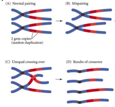 <p>When a chromosome ends up with 2 of the same section of DNA. (can happen during crossing over)</p>