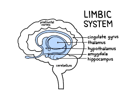 <ul><li><p>Emotions </p></li><li><p>Hunger and sex drive </p></li><li><p>Episodic memory formation </p></li></ul><p></p>