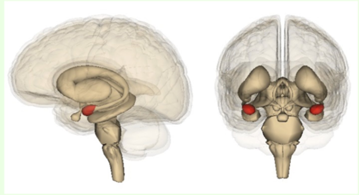 <p>- two almond-shaped neural clusters that are components of the limbic system and are linked to emotion, particularly fear and aggression</p>