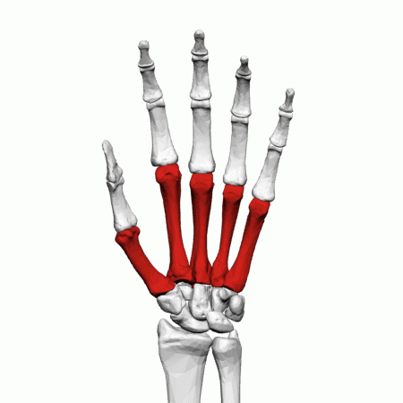 form palm of hand (5)