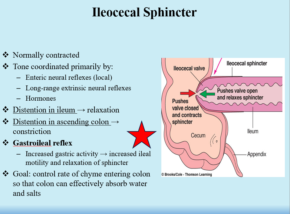 <p>Increased gastric activity → increased ileal motility and relaxation of sphincter</p><p><strong>Controls rate of chyme entering the colon so colon can effectively absorb everything!</strong></p><p>Works with gastrocolic reflex to stimulate urge to defecate.</p>