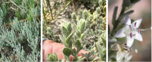 <ul><li><p>transitional zone</p></li><li><p>non-native</p></li><li><p>white flowers</p></li><li><p>looks like heath but with fuzzy, bulbous leaves</p></li></ul><p></p>