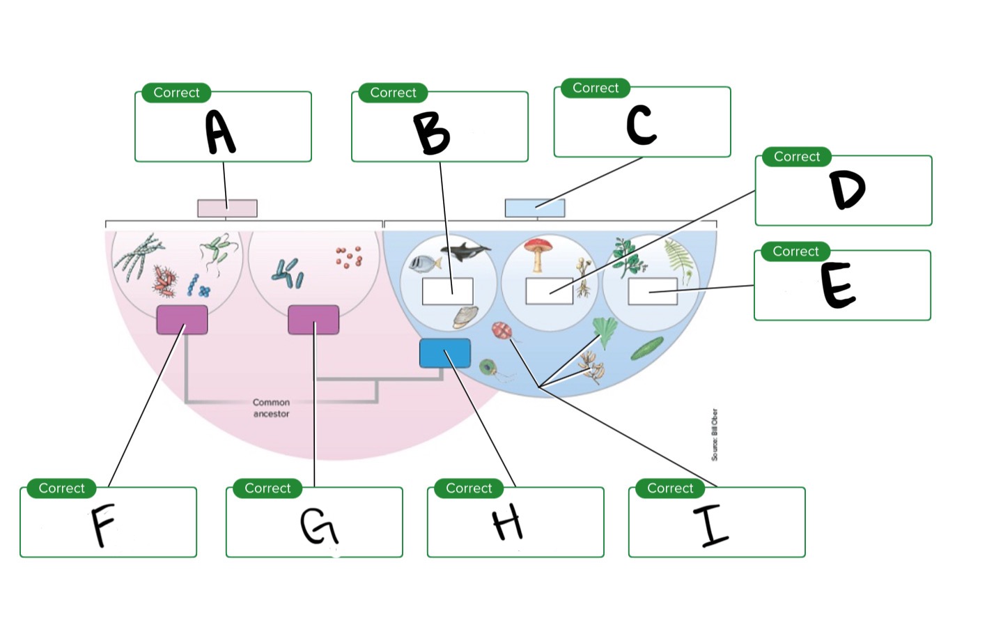 <p>Major groups of living things, what is C?</p>
