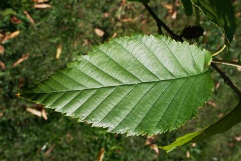 <p>Which tree produces these leaves? </p>