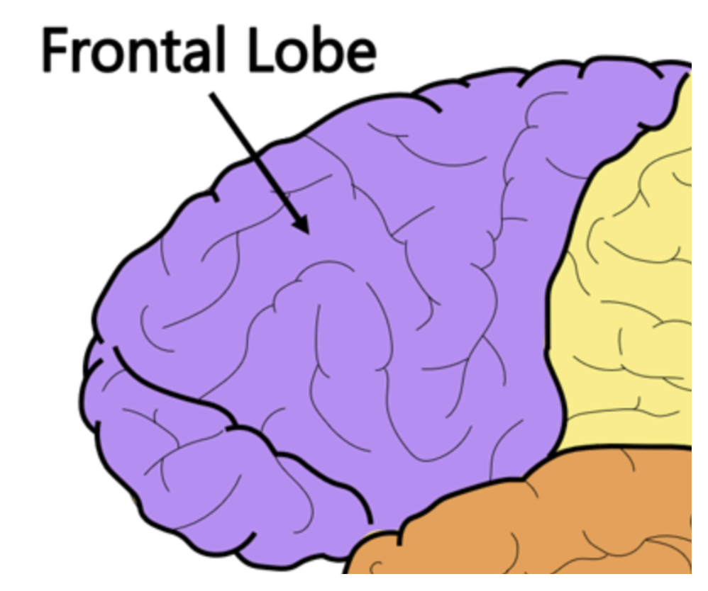 <p>The largest lobe in the cortex responsible for problem solving, judging, personality, emotions and organizing</p>