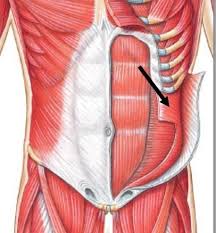 <p>ventral/dorsal abdominals </p>
