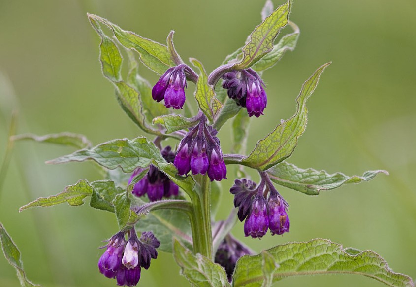 <p>Gewone smeerwortel (Ruwbladigenfamilie)</p>