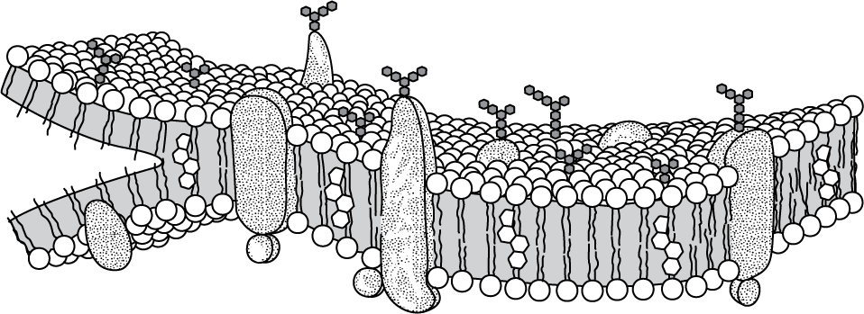 <p>The model below shows the structure of a portion of a plasma membrane in an animal cell.</p><p>Which statement best explains the orientation of the phospholipid molecules in this model?</p>