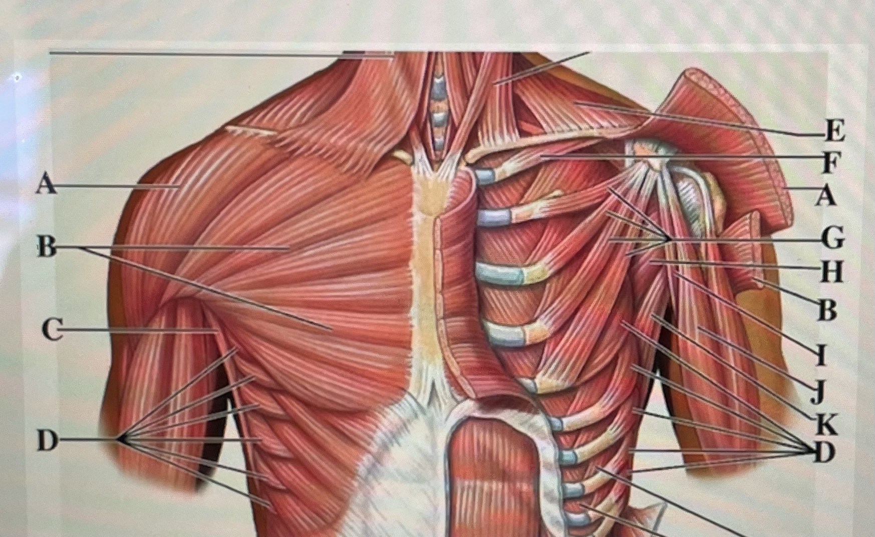 In the figure above, letter  *is the deltoid and letter _* is the Serratus anterior 