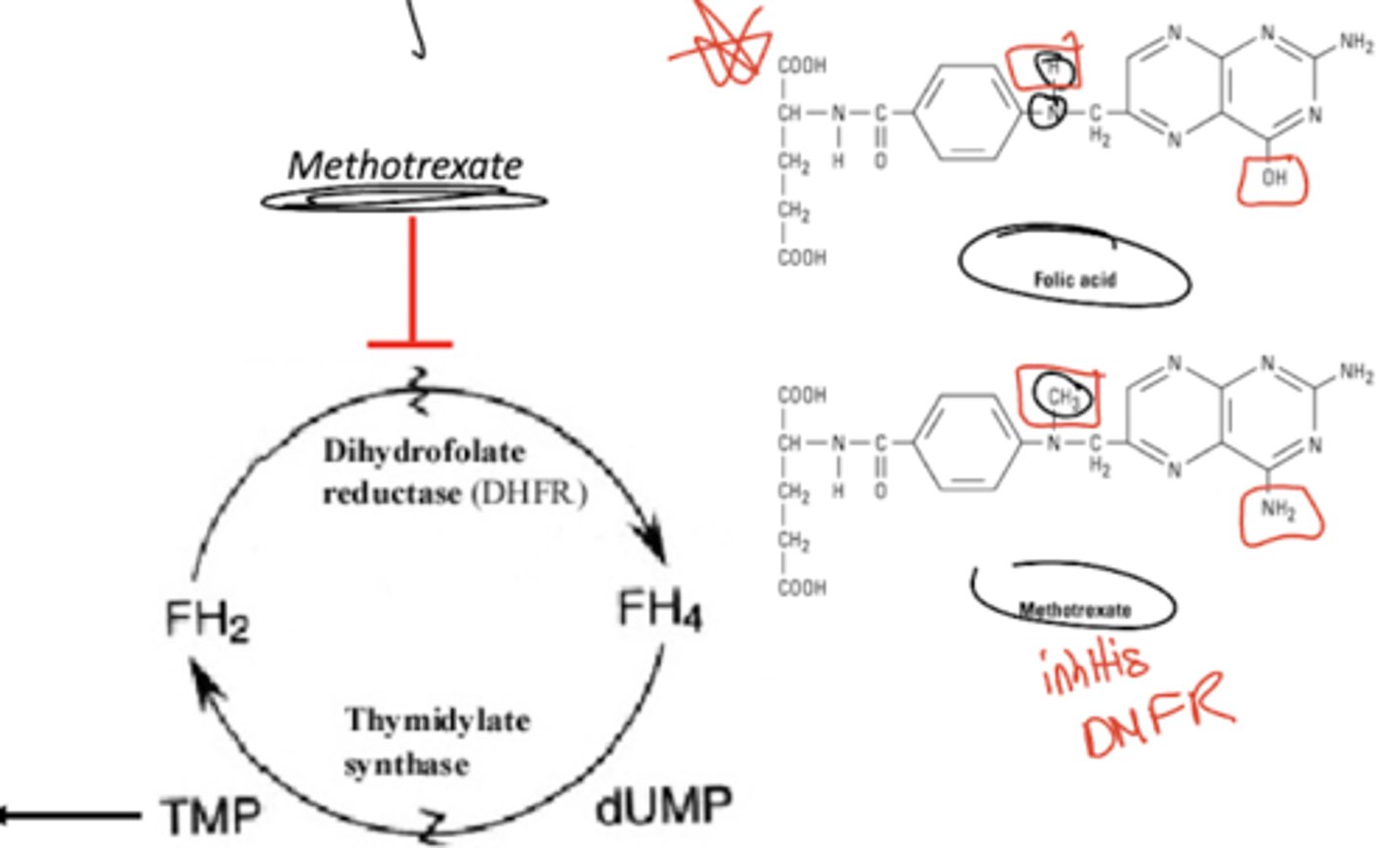 <p>DHFR is inhibited by methotrexate. It has a similar structure to folic acid (NOTE THE DIFFERENCES!!!)</p><p>It inhibits DNA synthesis from TMP by preventing the conversion of DHF to THF. THF would be converted to deoxyuridine monophosphate (dUMP), which is converted to thymidine monophosphate (TMP) used for DNA.</p><p>In summary, methotrexate is a cancer drug that inhibits DNA synthesis.</p>