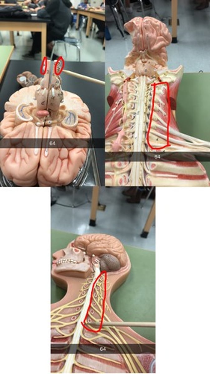 <p>Stops above rib 1</p>