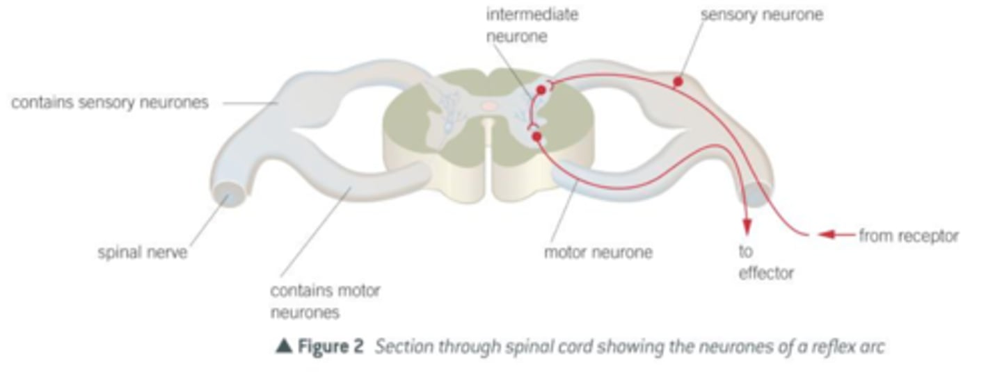 <p>A column of nervous tissue that runs along the back and lies inside the vertebral column for protection. Emerging at intervals along the spinal cord are pairs of nerves.</p>