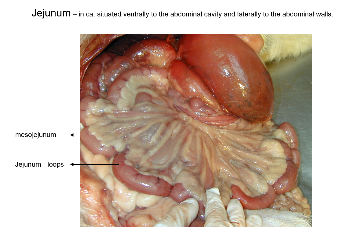 <p><strong>Position:</strong> longest part of intestinum tenue, coming after the flexura duodenojejunalis.<br>differences:<br>- car: ventrally situated<br>- eq: no regular position<br>- ru + su: in right half of cavum abdominalis<br>1. mesentery, blue arrow: mesojejunum, green arrow: jejunum loops</p>