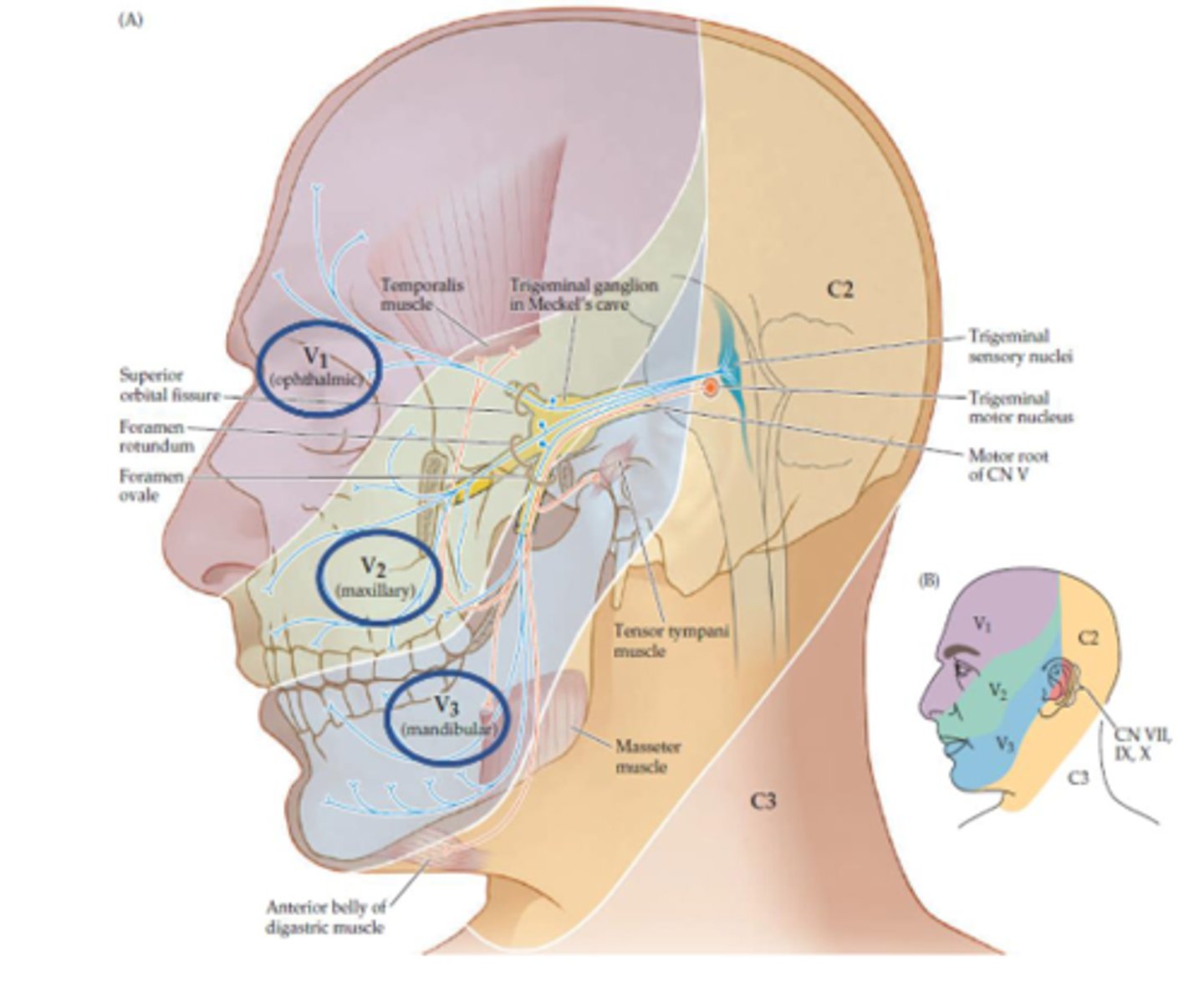 <p>- Sensory to face</p><p>- Anterior 2/3 of tongue (general sensory)</p><p>- Small motor rootlet for muscles of mastication/tensor tympani muscle</p>