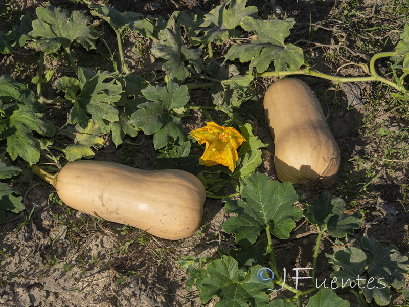 <p>Butternut Squash</p>