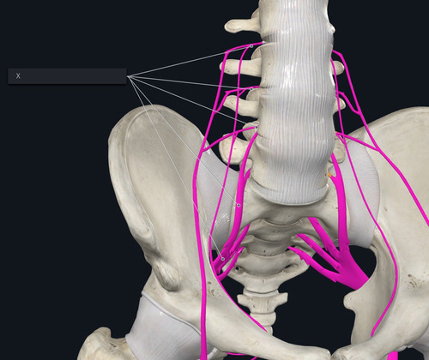 <p>Name the structure the highlighted purple nerves make.</p>