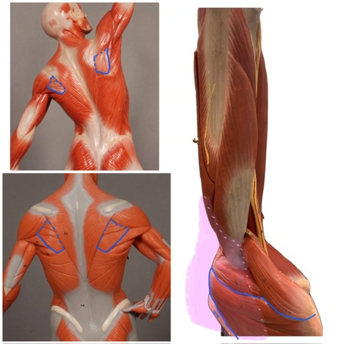 knowt flashcard image