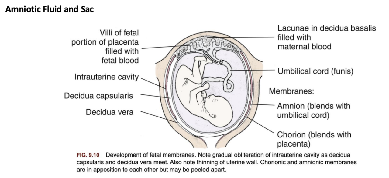 <p><span style="background-color: transparent; font-family: "Times New Roman", serif;"><em>Membranes:</em></span></p><ul><li><p><span style="background-color: transparent; font-family: "Times New Roman", serif;">Chorion: outer membrane, merges with placenta.</span></p></li><li><p><span style="background-color: transparent; font-family: "Times New Roman", serif;">Amnion: inner membrane, lines amniotic cavity and covers umbilical cord.</span></p></li><li><p><span style="background-color: transparent; font-family: "Times New Roman", serif;">By 2nd trimester → chorion + amnion fuse.</span></p></li></ul><p></p><p></p>