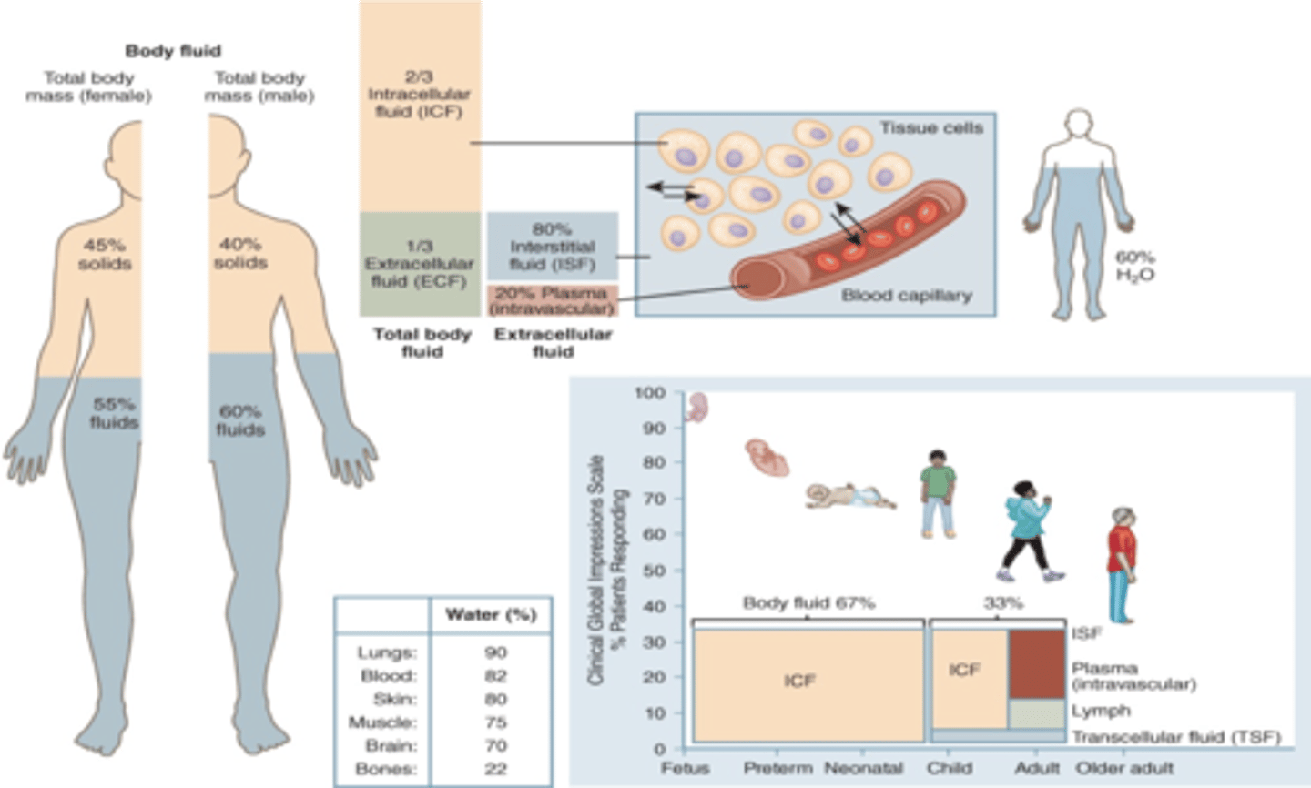<p>5; 5. men total 40 solid 60 fluid. (remember this bc men have more muscle than fat compared to women and muscle cells store water unlike fat cells</p>