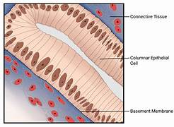 <p>Tissue</p>