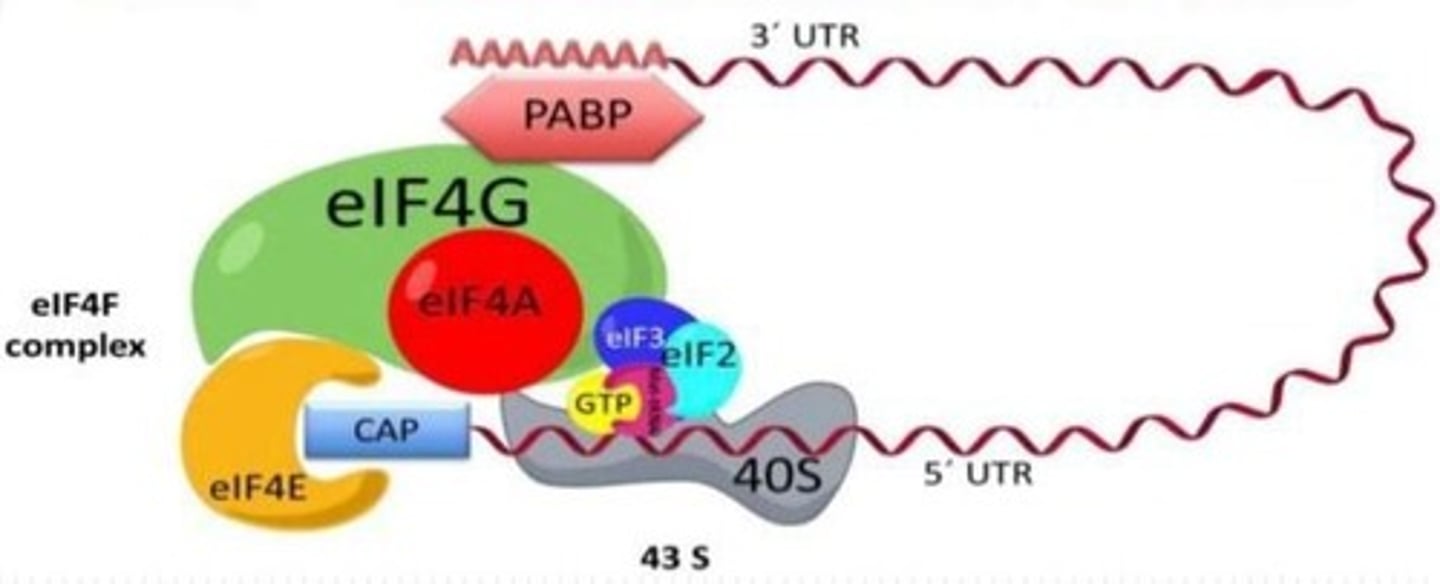 <p>Shorthand for Eukaryotic Initiation Factors.</p>