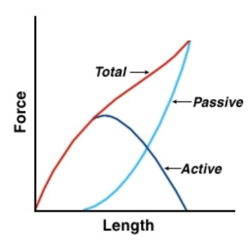 <p>a muscle is capable of being shortened to approximately 1/2 of its normal resting length &amp; stretched about 2 times its normal resting length</p>