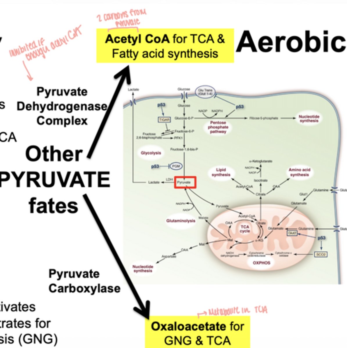 <p>- acetyl-CoA (via pyruvate dehydrogenase PDH) → TCA & fatty acid synthesis</p><p>- oxaloacetate via pyruvate carboxylase → gluconeogeneiss & TCA</p>