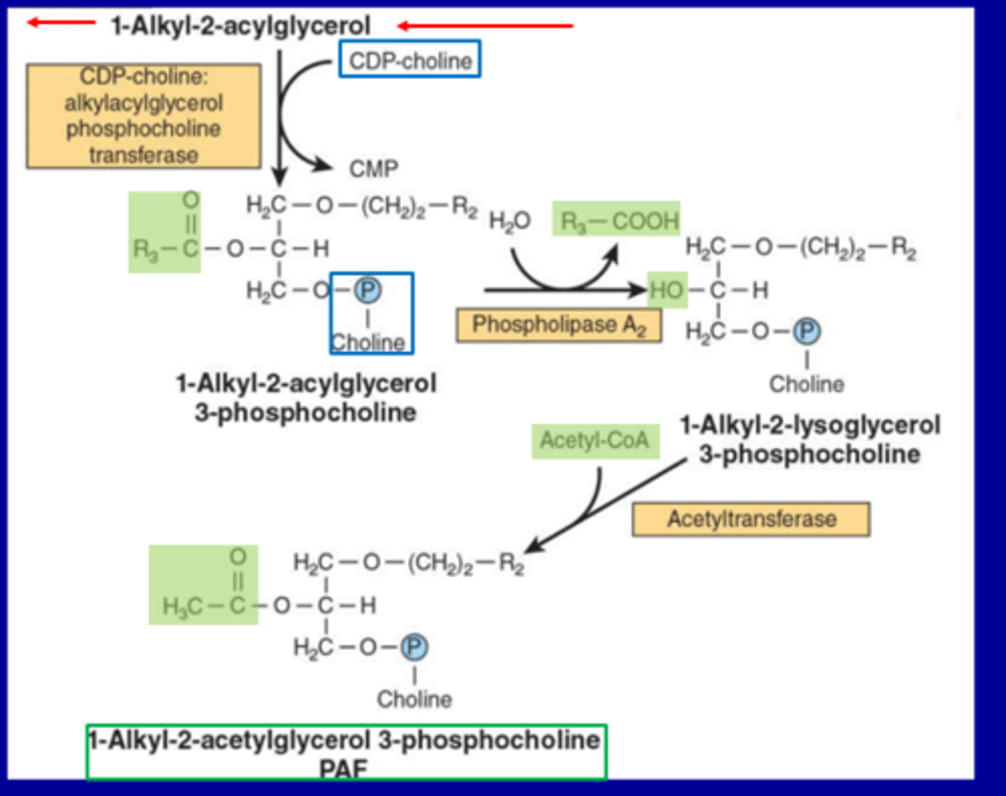 <p>Key Molecules &amp; Reactions</p><p>Starting Molecule:</p><p>1-Alkyl-2-acylglycerol Structure: Glycerol backbone with an alkyl group at position 1 and an acyl group at position 2.</p><p>Step 1: Formation of PAF Precursor</p><p>Enzyme: CDP-choline: alkylacylglycerol phosphocholine transferase</p><p>Reactants: CDP-choline + 1-Alkyl-2-acylglycerol</p><p>Products: 1-Alkyl-2-acylglycerol 3-phosphocholine + CMP</p><p>Step 2: Hydrolysis</p><p>Enzyme: Phospholipase A₂</p><p>Reactants: 1-Alkyl-2-acylglycerol 3-phosphocholine + H₂O</p><p>Products: 1-Alkyl-2-lysoglycerol 3-phosphocholine + R₃-COOH</p><p>Step 3: Acetylation</p><p>Enzyme: Acetyltransferase</p><p>Reactants: Acetyl-CoA + 1-Alkyl-2-lysoglycerol 3-phosphocholine</p><p>Products: PAF (1-Alkyl-2-acetylglycerol 3-phosphocholine)</p><p>Final Product</p><p>Platelet-Activating Factor (PAF): A bioactive phospholipid with roles in: Platelet aggregation Inflammation Allergic responses</p>