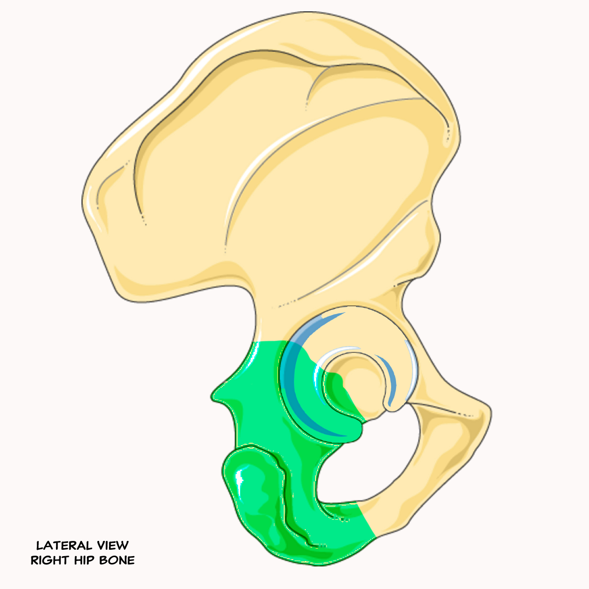 <p>Name this portion of the pelvis</p>