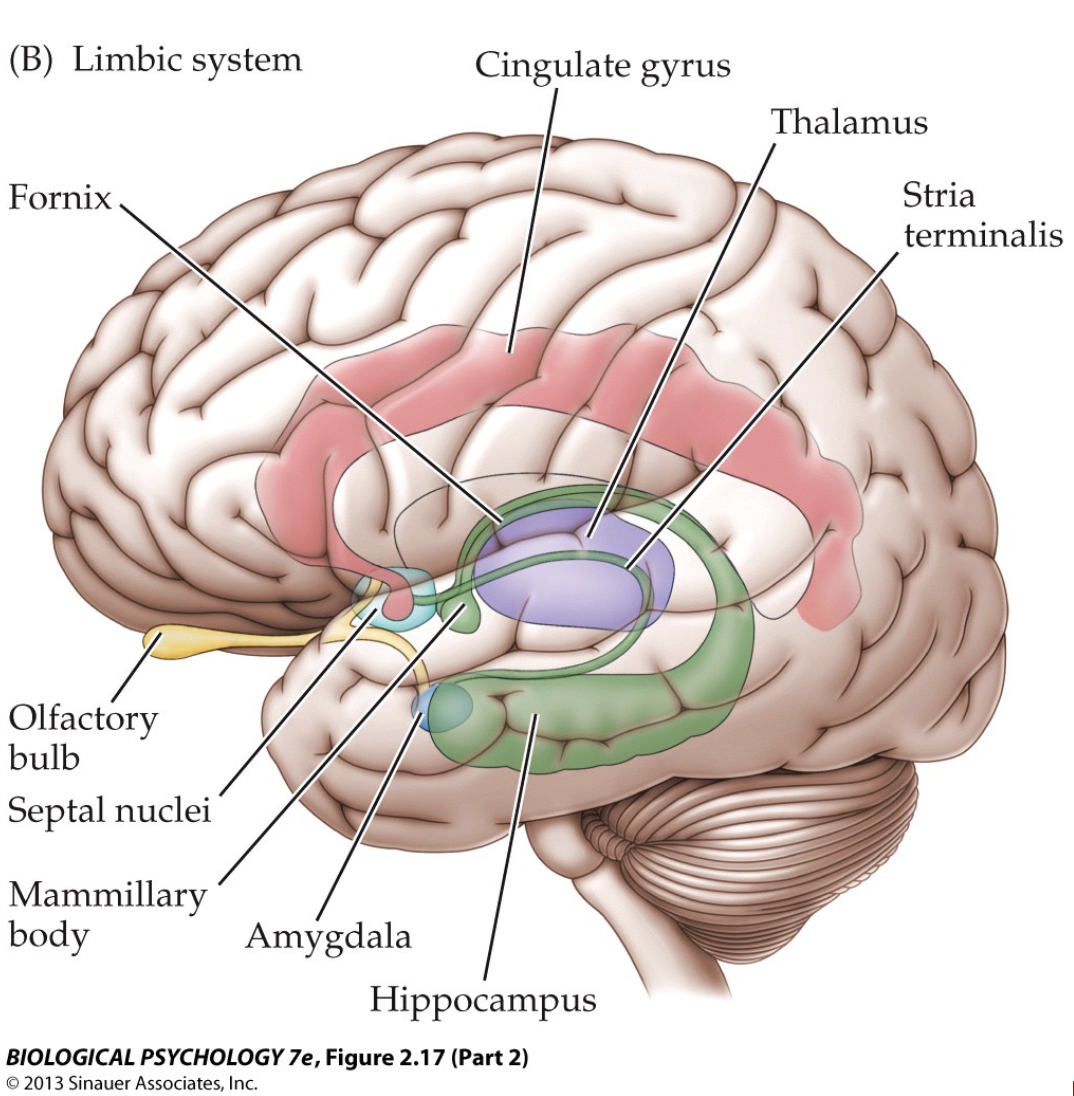 <p>several structures related to emotional processing</p><ul><li><p>hippocampus - very important for memory</p></li><li><p>amygdala -olfactory bulbs</p></li><li><p>cingulate gyrus - reward processing</p></li><li><p>thalamus etc.</p></li></ul>