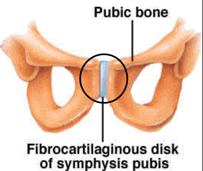 <p>bones connected by cartilage</p><p>SLIGHT MOVEMENT possible</p><p>ex. symphysis pubis</p>